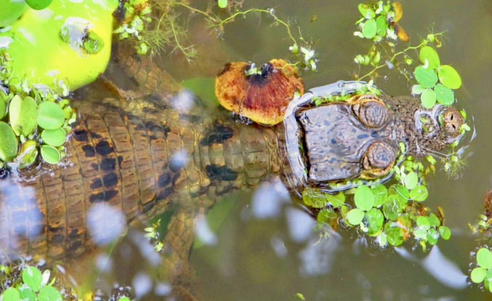 El Amazonas colombiano ofrece experiencias auténticas que conectan al visitante con la riqueza cultural y natural de la región.