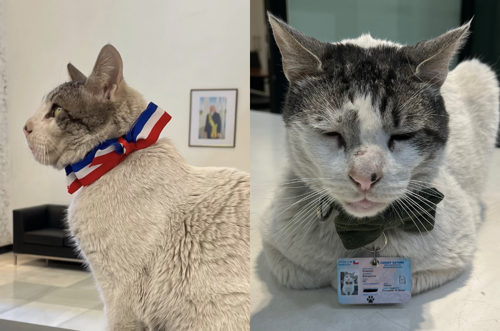 Un gato callejero mayor encuentra hogar y se convierte en el “michi embajador”