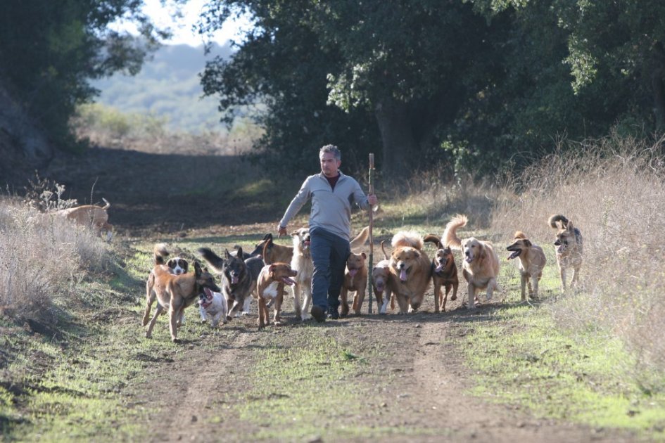 El "encantador de perros" no afrontará cargos de crueldad animal
