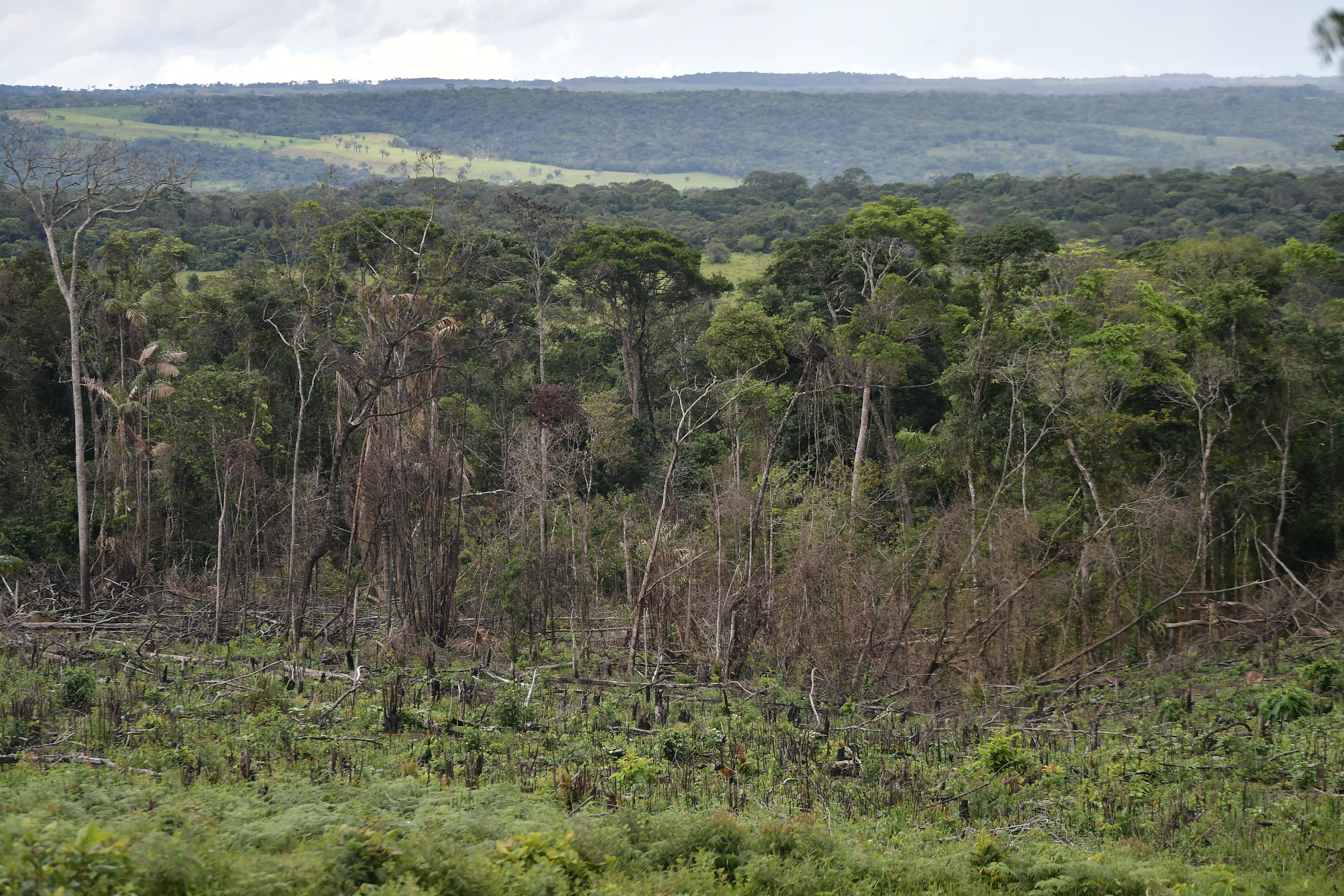 Procuraduría pide a Minambiente resultados contra la deforestación