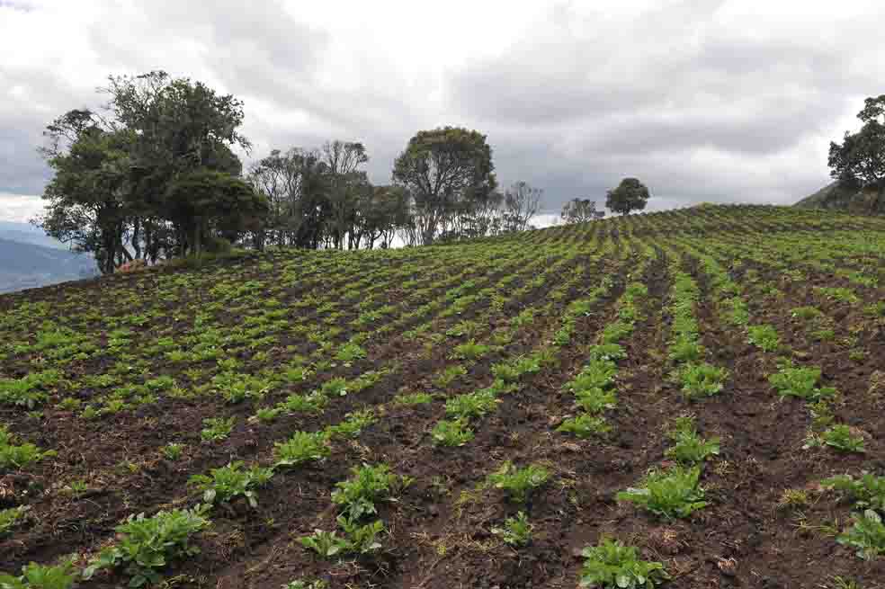 Mercado bursátil, alternativa para el agro