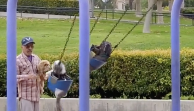 (Video) Abuelito conmueve a usuarios en redes al jugar con sus perros en un parque