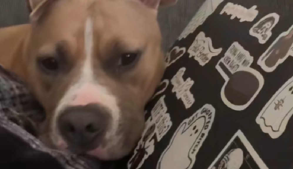 Así es tener un perro cuando trabajas desde casa (video)