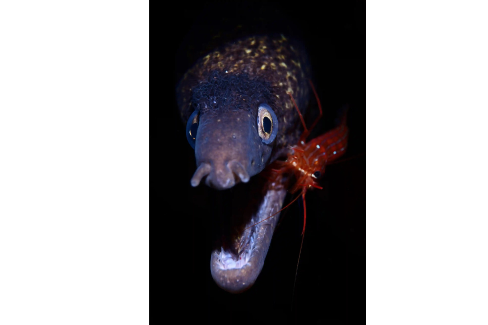 Categoría: Naturaleza. Gamba pequeña, una anguila mediterránea y su relación simbiótica.