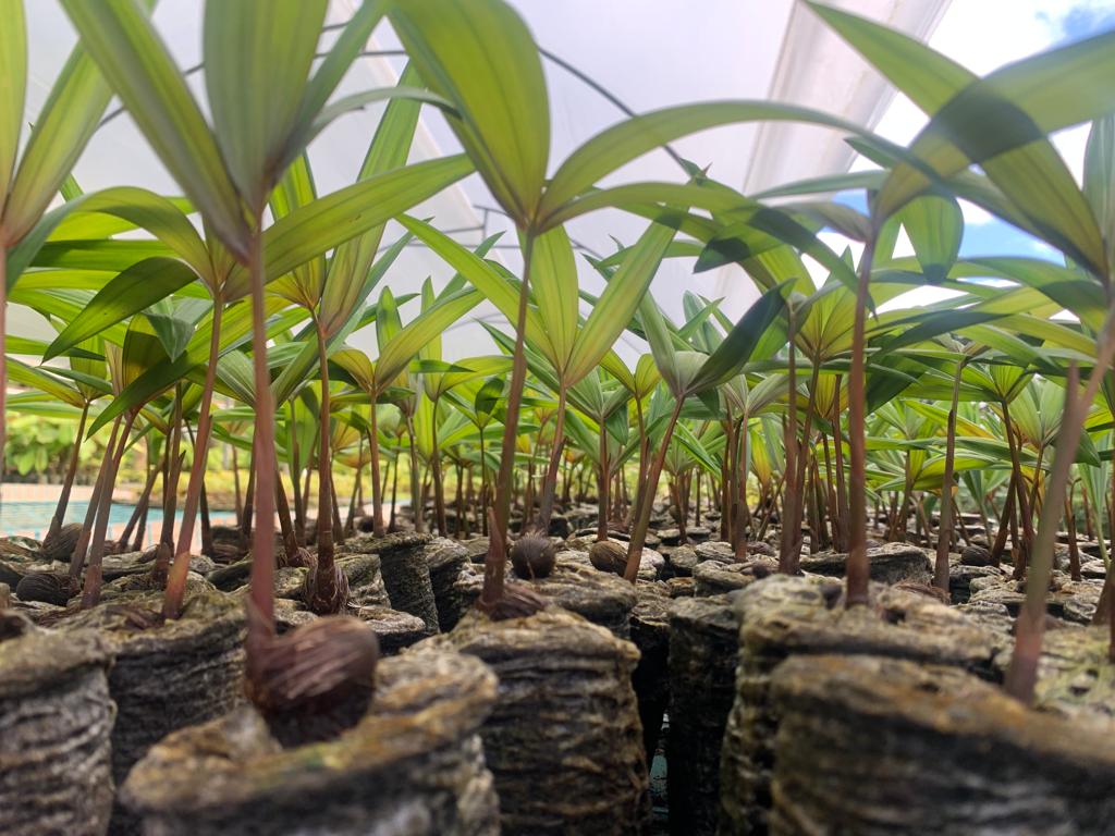 La restauración ecológica efectiva requiere más que buenas intenciones y acciones simbólicas.