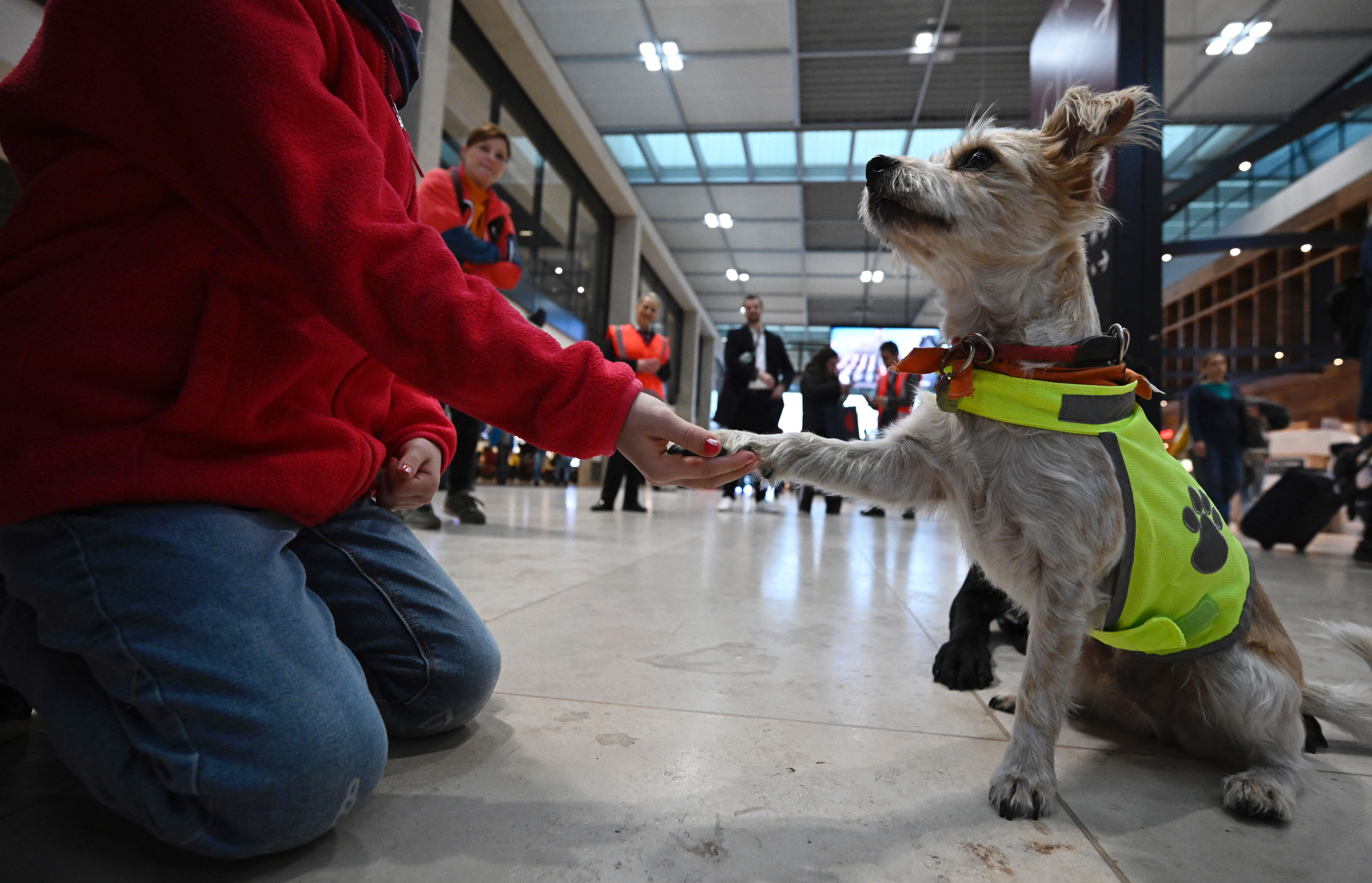¿Cómo reducir el estrés en un aeropuerto? Los animales podrían ser la solución