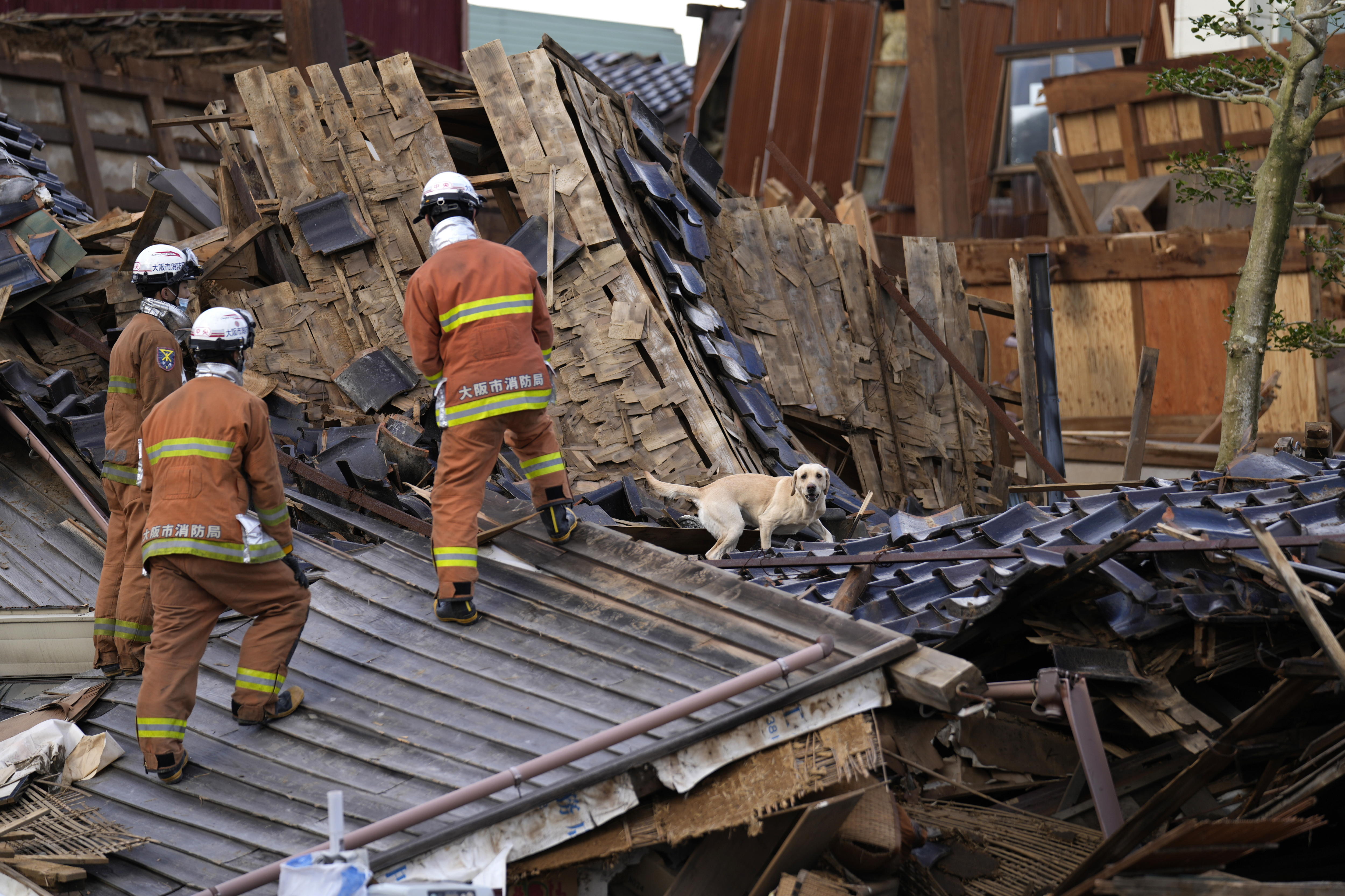 Terremoto en Japón: perro rescata a una anciana atrapada en una casa tras el sismo