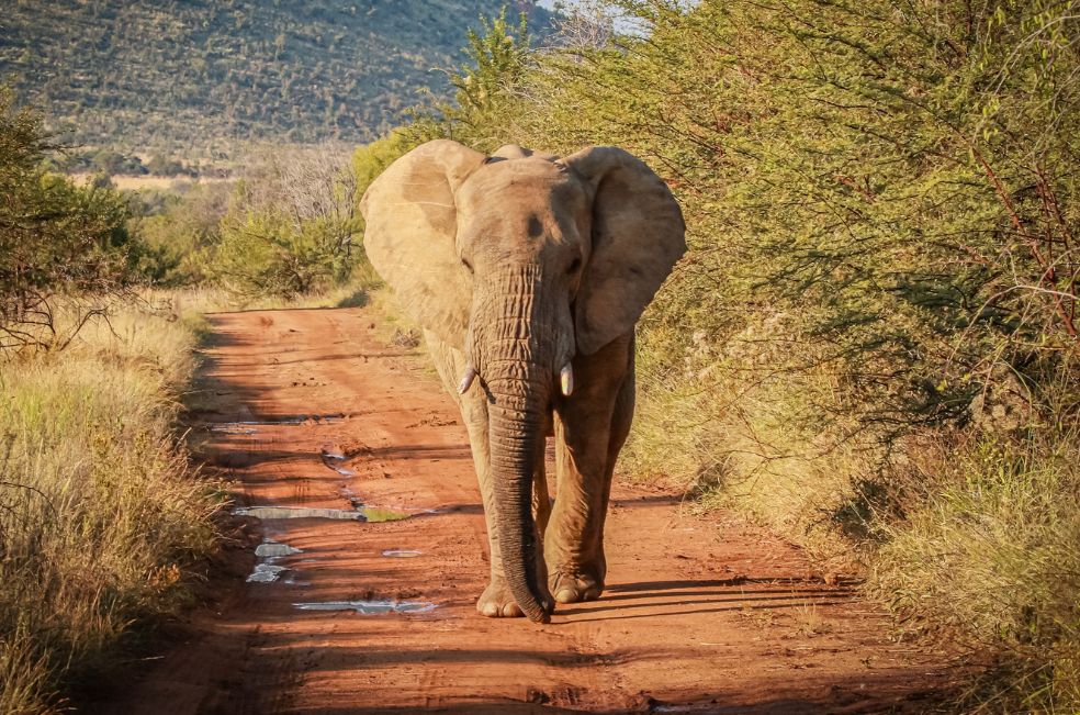 Namibia sacrificará 723 animales, como elefantes y cebras, por crisis alimentaria