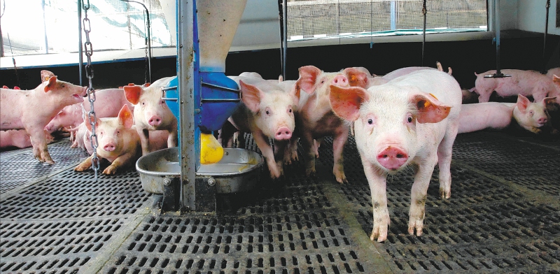 El secreto de la carne de cerdo para ser de los alimentos que menos ha subido