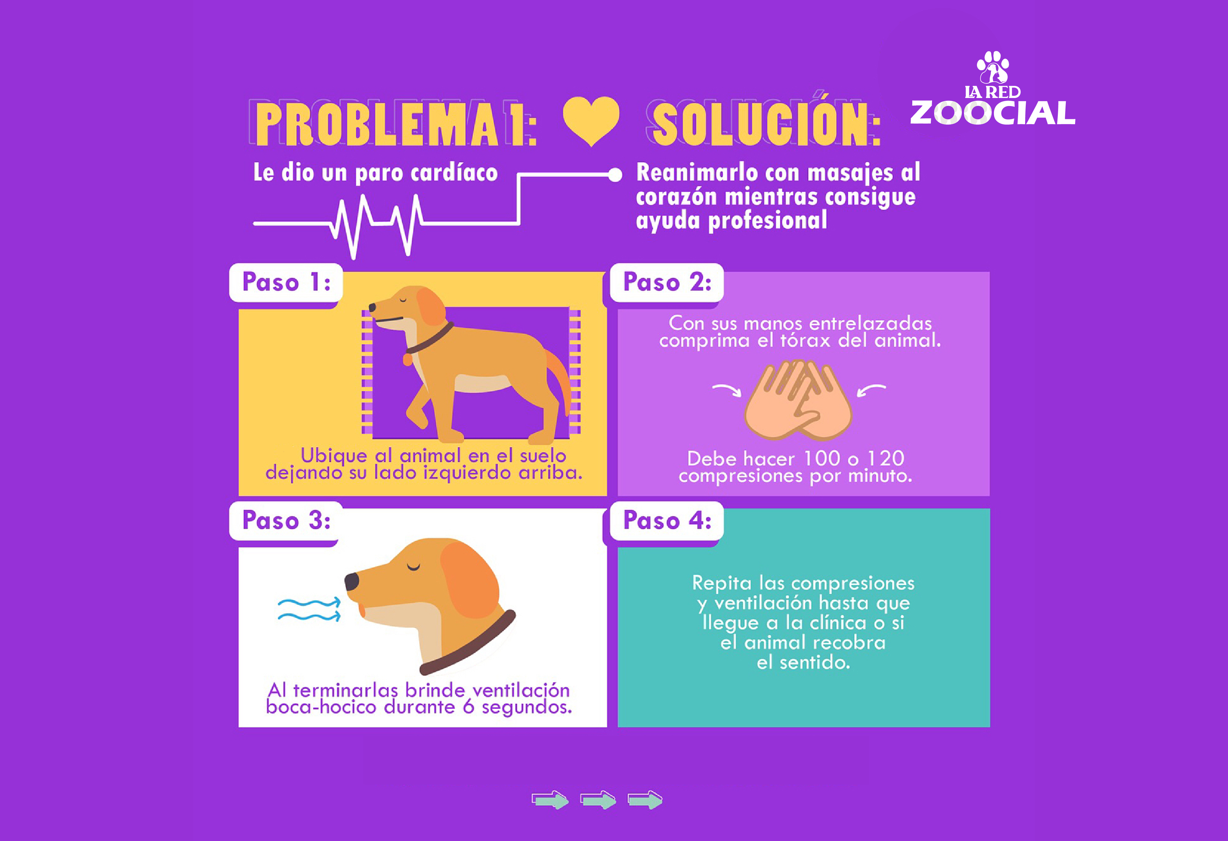 Primeros auxilios para animales