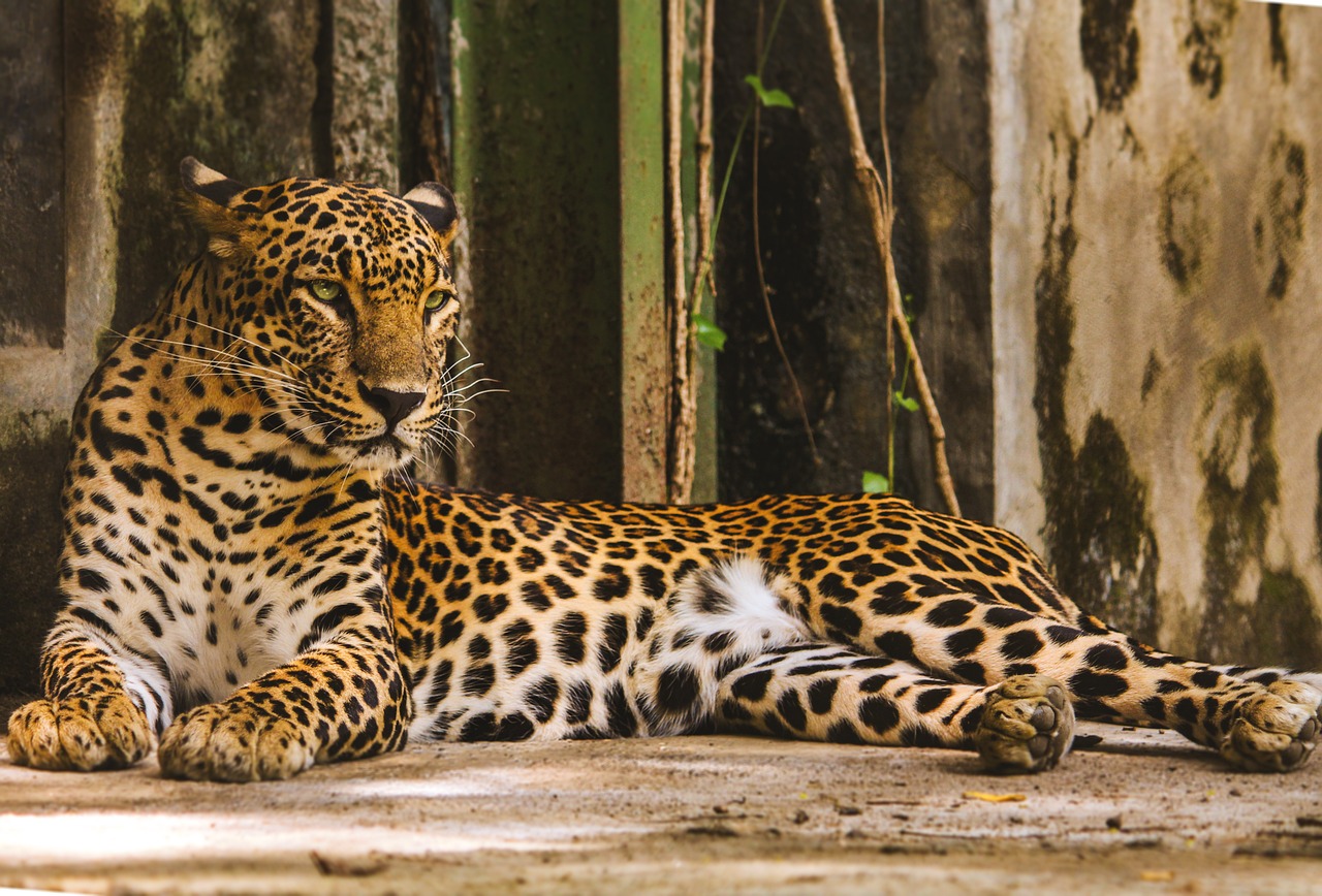(VIDEO) Un leopardo irrumpió en un juzgado y dejó cinco personas heridas en India