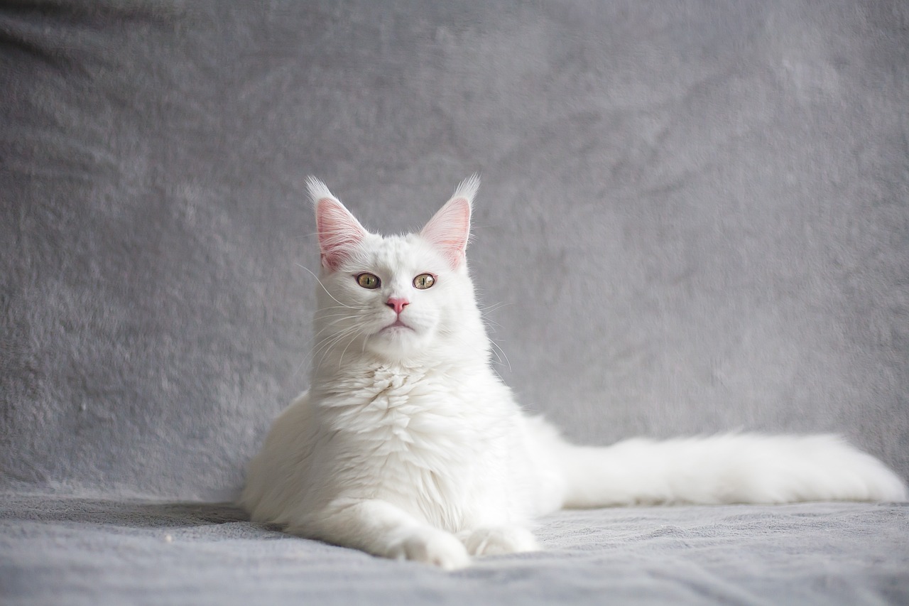 ¿Qué hace que los gatos blancos sean especiales y únicos?