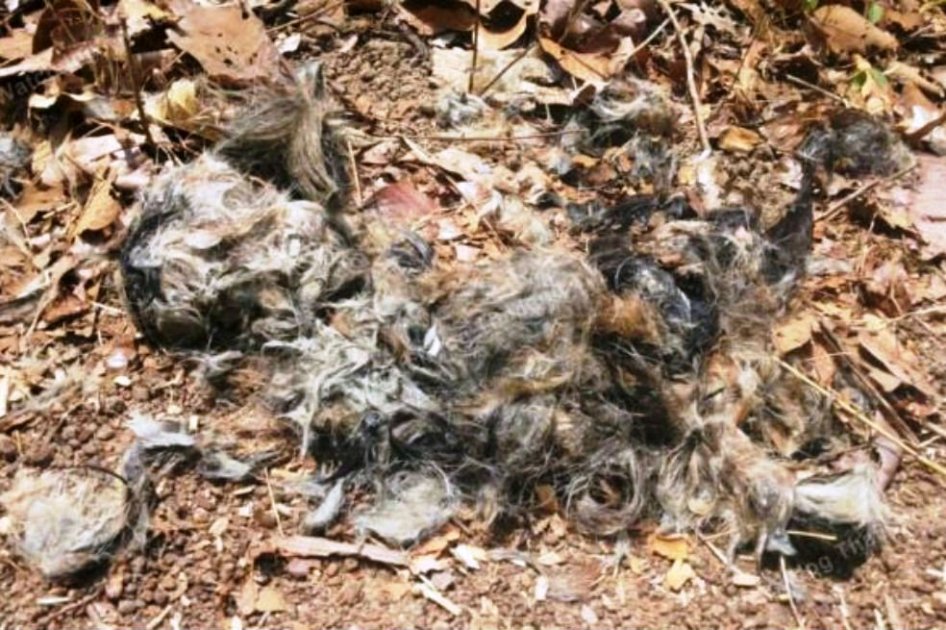 Las pieles tiradas en el bosque.
