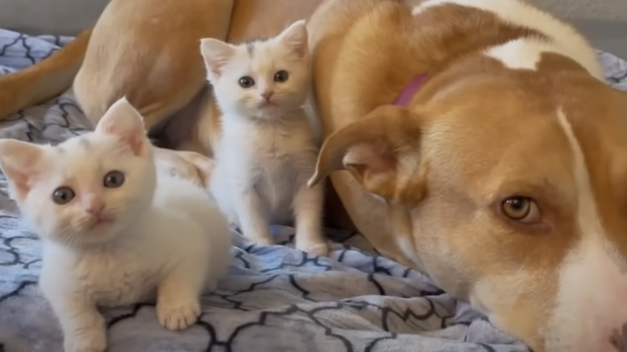 La historia de Ginger: una perrita que es madre sustituta de numerosos gaticos