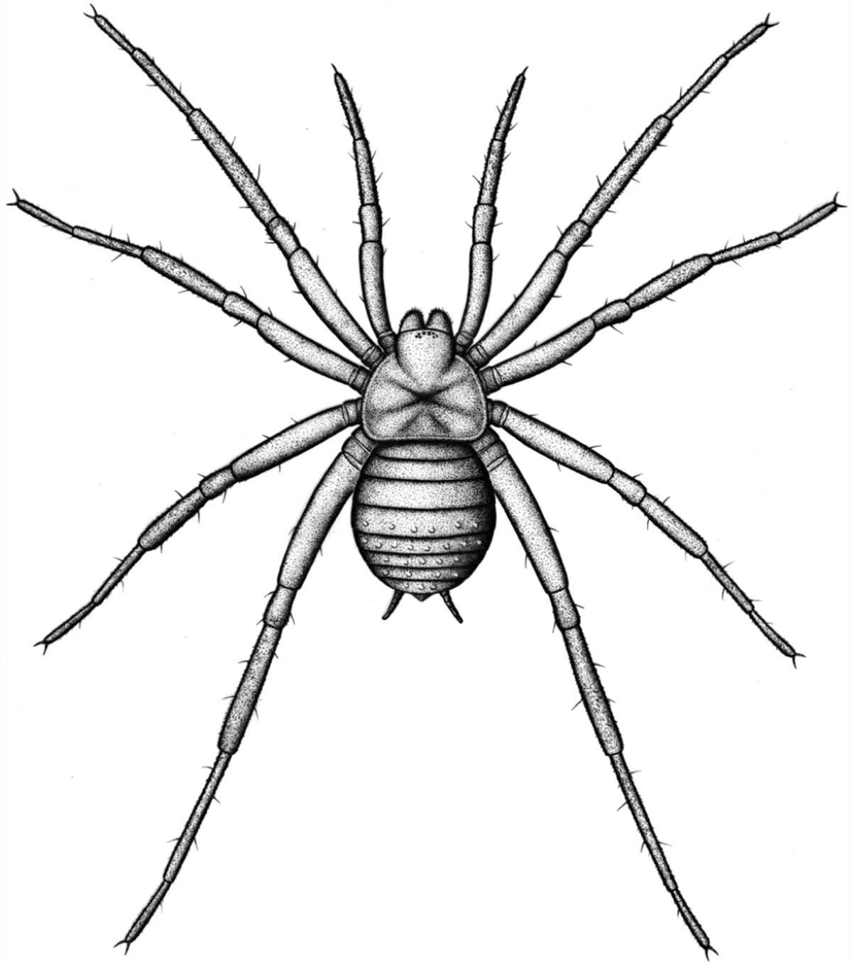Esta araña tiene un cuerpo parecido al de las mesotelas, conocidas por ser un suborden de arañas.