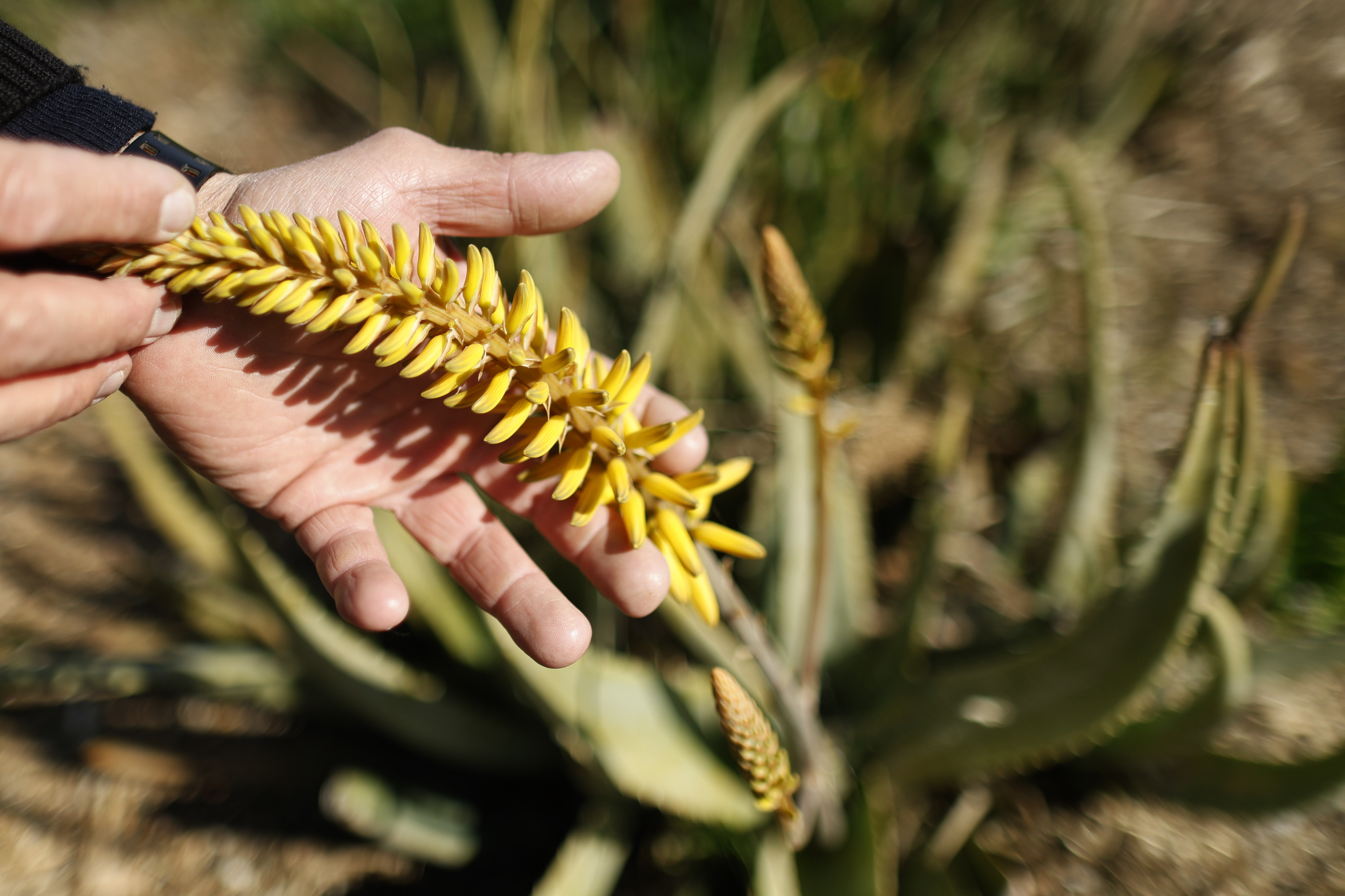 ¿Qué pasa cuando florece la sábila y cómo es su fruto?