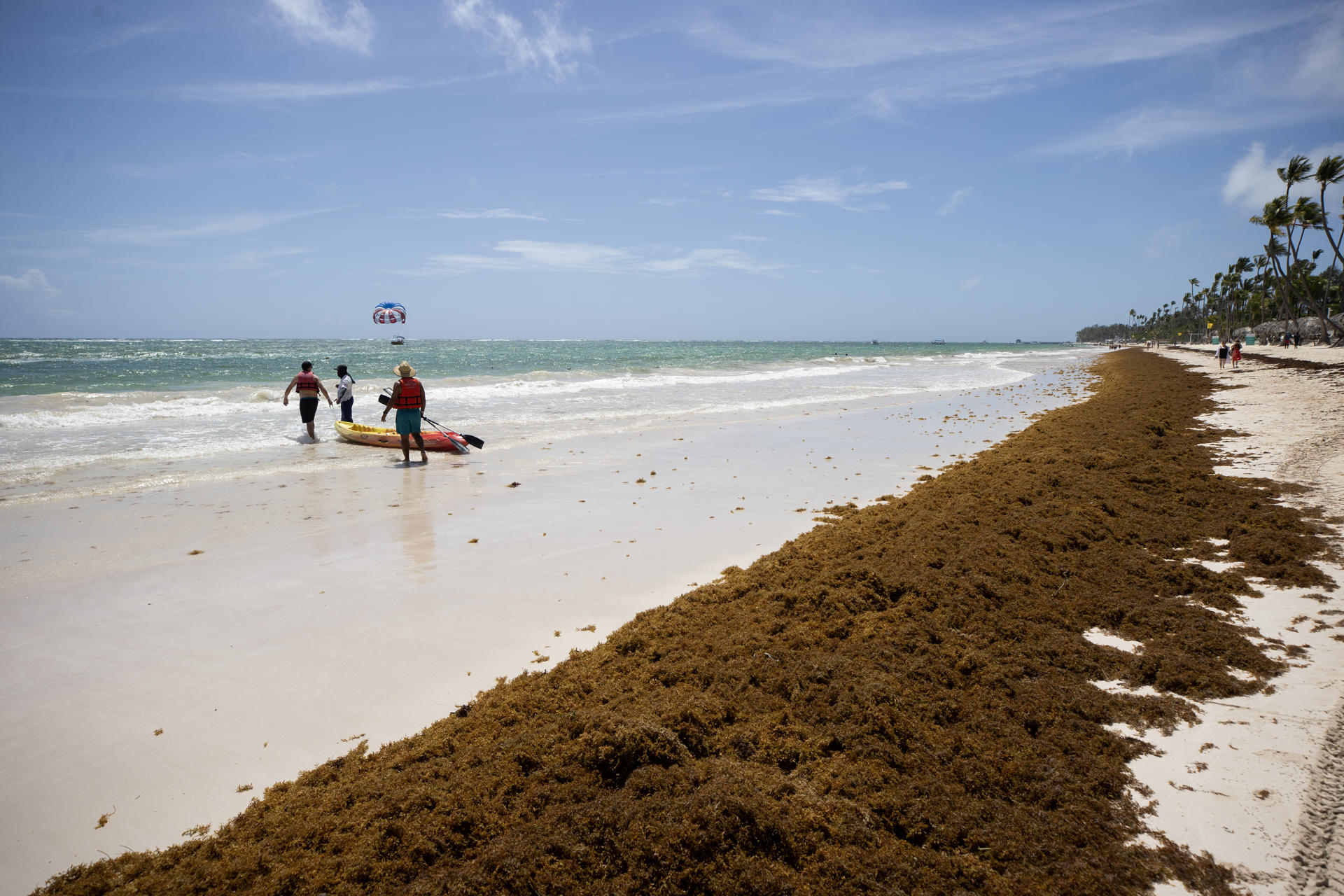 Sargazo en San Andrés: qué es, cuándo termina y qué cuidados debe tener