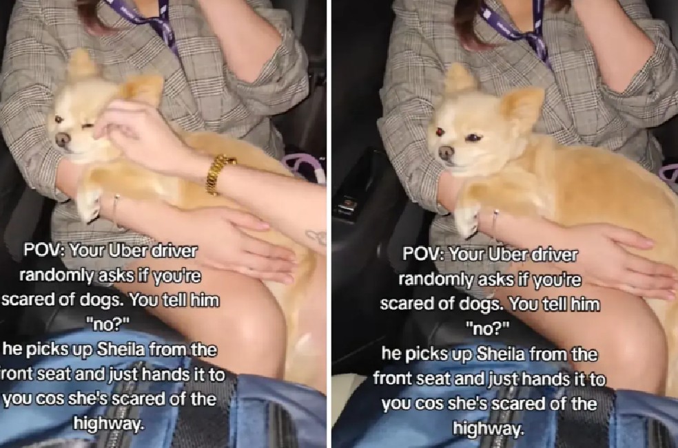 Así reaccionó una pasajera cuando el conductor de su Uber le pasó un perro (video)