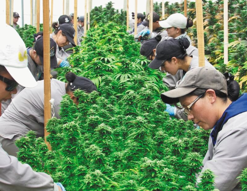 Colombia, ¿el futuro Silicon Valley del cannabis medicinal?