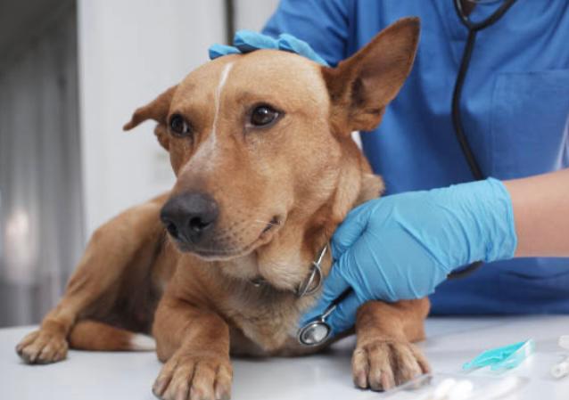 Fatiga por compasión, el trastorno silenciado que afecta a veterinarios y rescatistas
