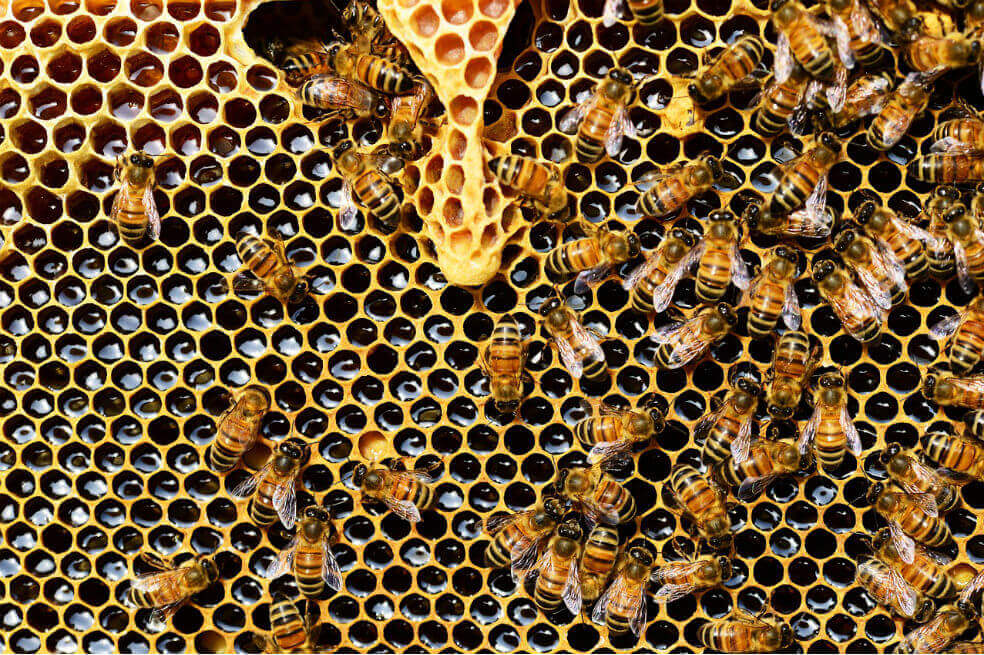 Las abejas pueden sumar y restar