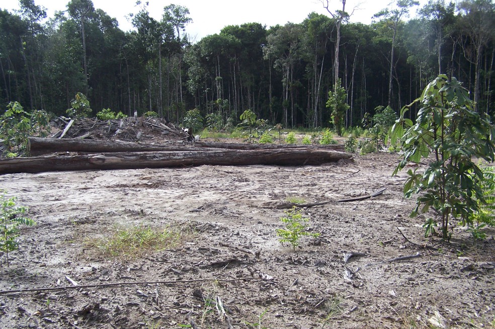 Hasta Colombia pagaría el precio de la deforestación en Guyana