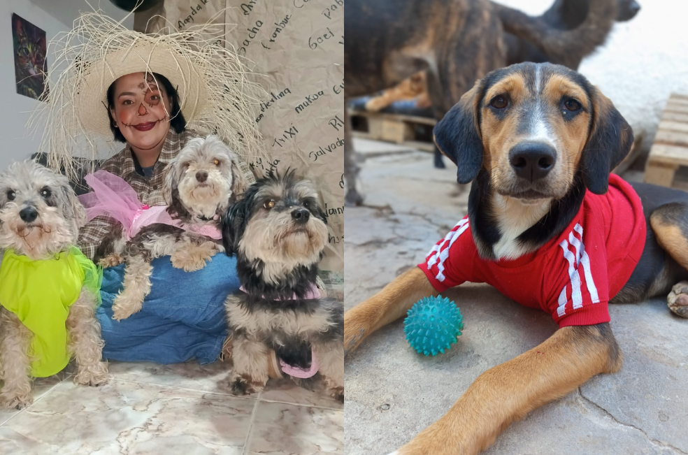Crisis económica pone en peligro el hogar de más de 200 animales en Bogotá