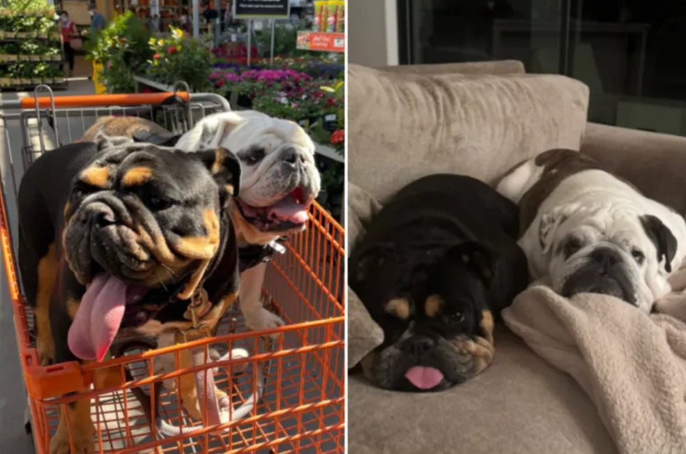 La amistad en la guardería que terminó en adopción: Maggie y Gus son inseparables