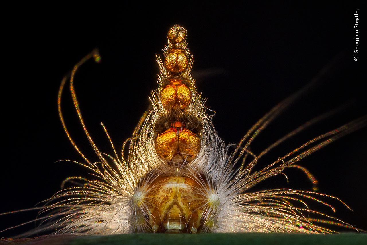 Ganadora: Comportamiento Invertebrados

Georgina Steytler (Australia) muestra el extraño casco de una oruga esqueletizadora de hojas de eucalipto. 

Georgina llevaba años buscando esta oruga cuando se fijó en unos eucaliptos con las hojas esqueléticas, señal inequívoca de que el animal había estado pastando. Tomó esta imagen a contraluz, con el sol poniéndose, utilizando un flash de relleno para iluminar la cabeza viva en la base de la pila.