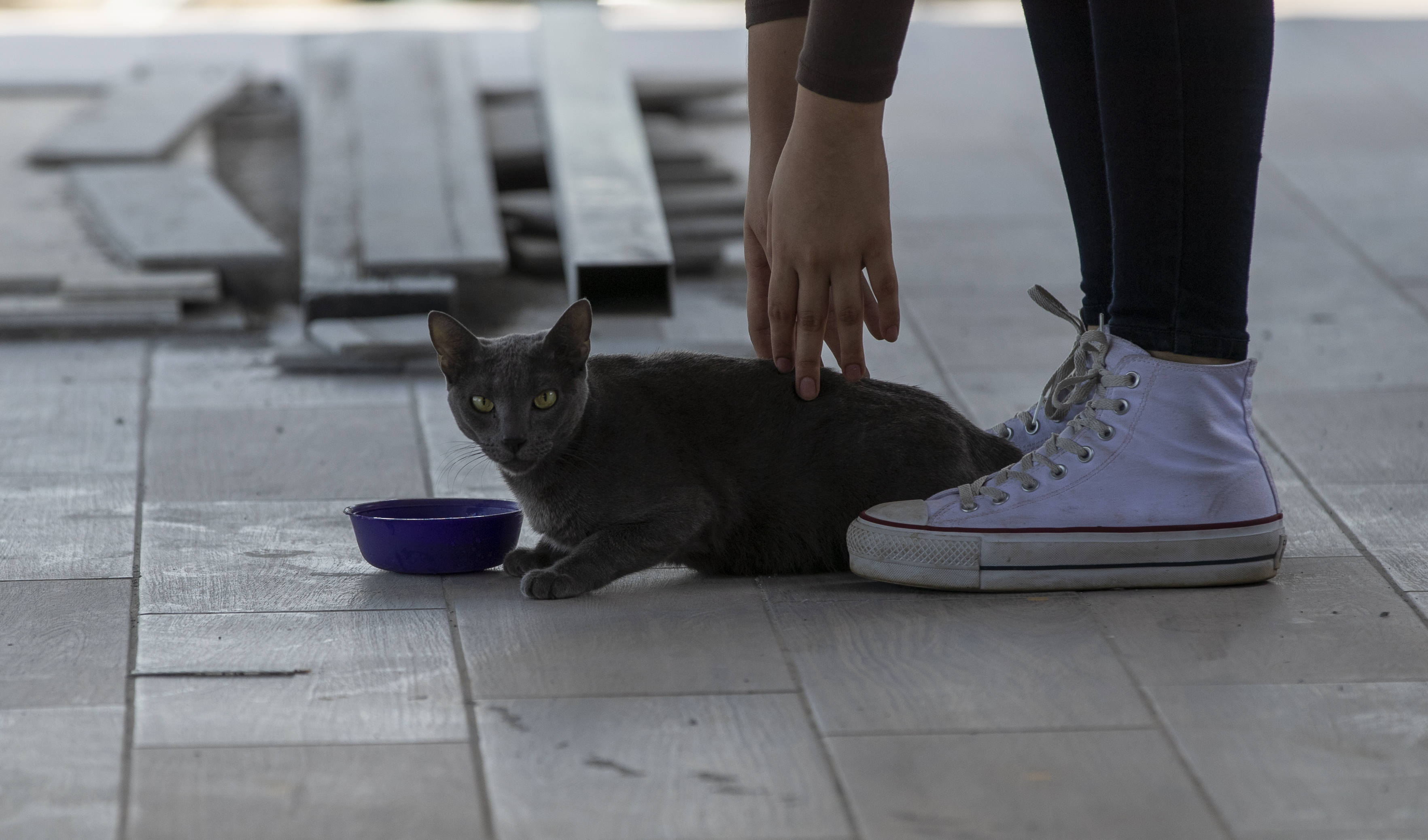¿Cómo cuidar a los animales de compañía de las altas temperaturas?