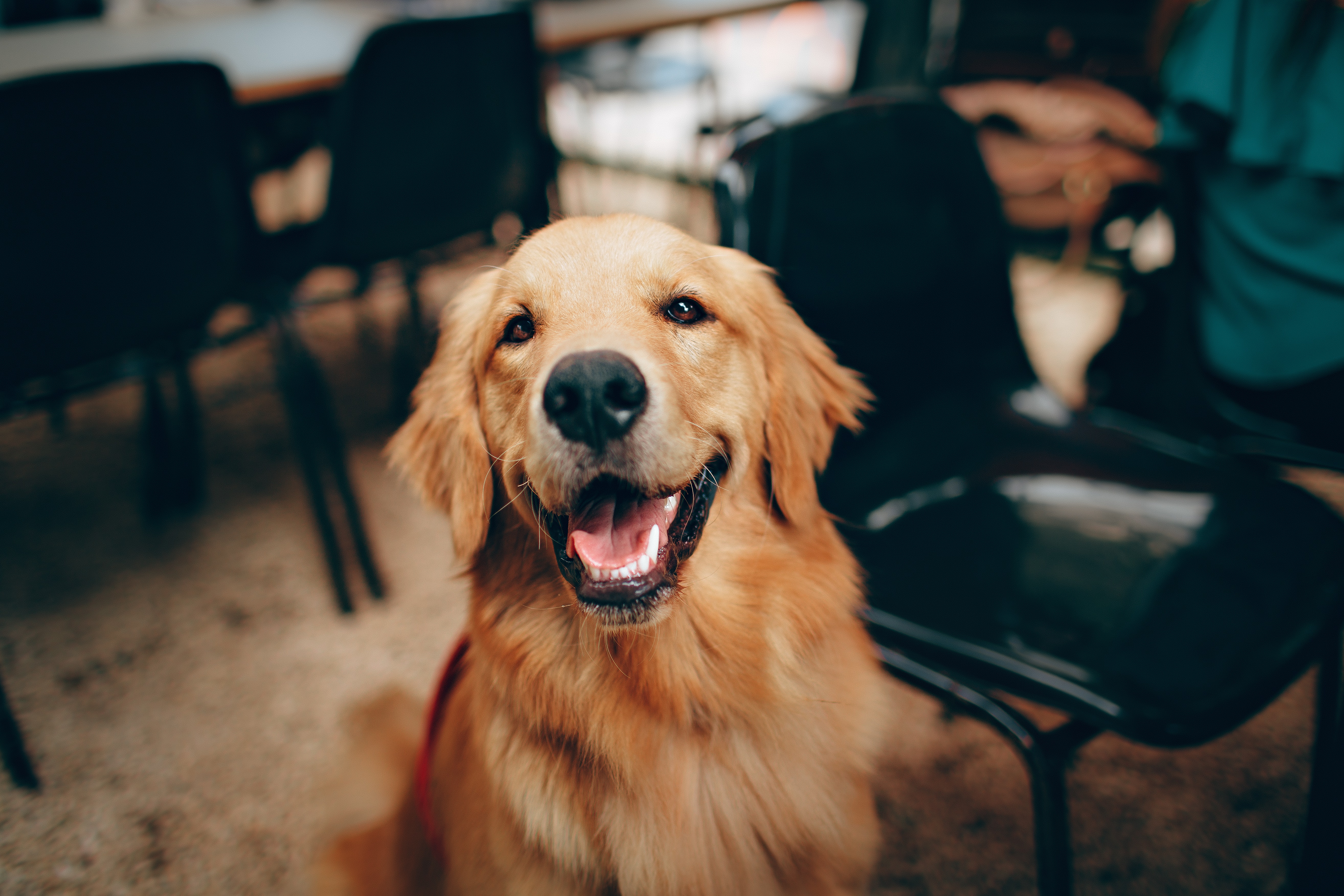 ¿Cómo saber si tu perro te quiere? Estas son 4 señales comunes