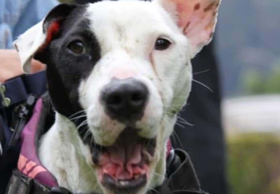Esterilización gratuita de mascotas en Bogotá: abren turnos para la próxima semana