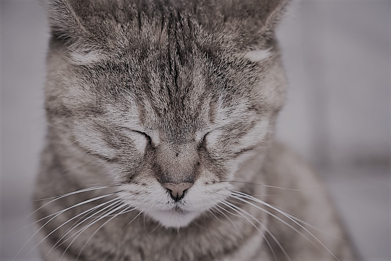 Judicializan a falso veterinario que esterilizó y amputó a un gato