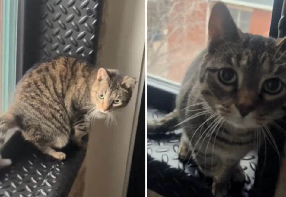 La gata no presentaba ninguna lesión y que su comportamiento era simplemente una elaborada estrategia para captar atención.