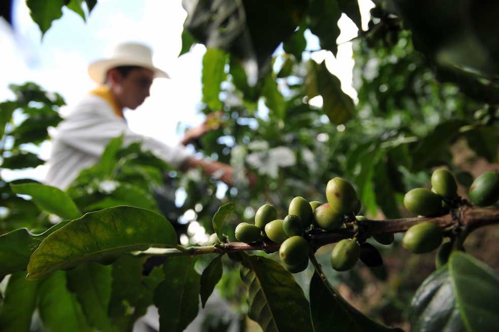 El "todos ponen" del café