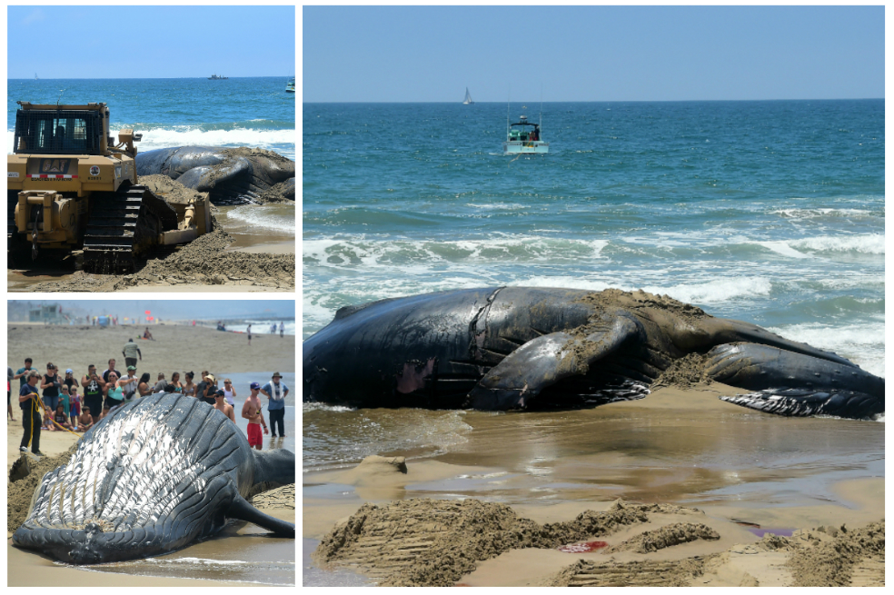 Ballena sin vida quedó anclada a una playa en California
