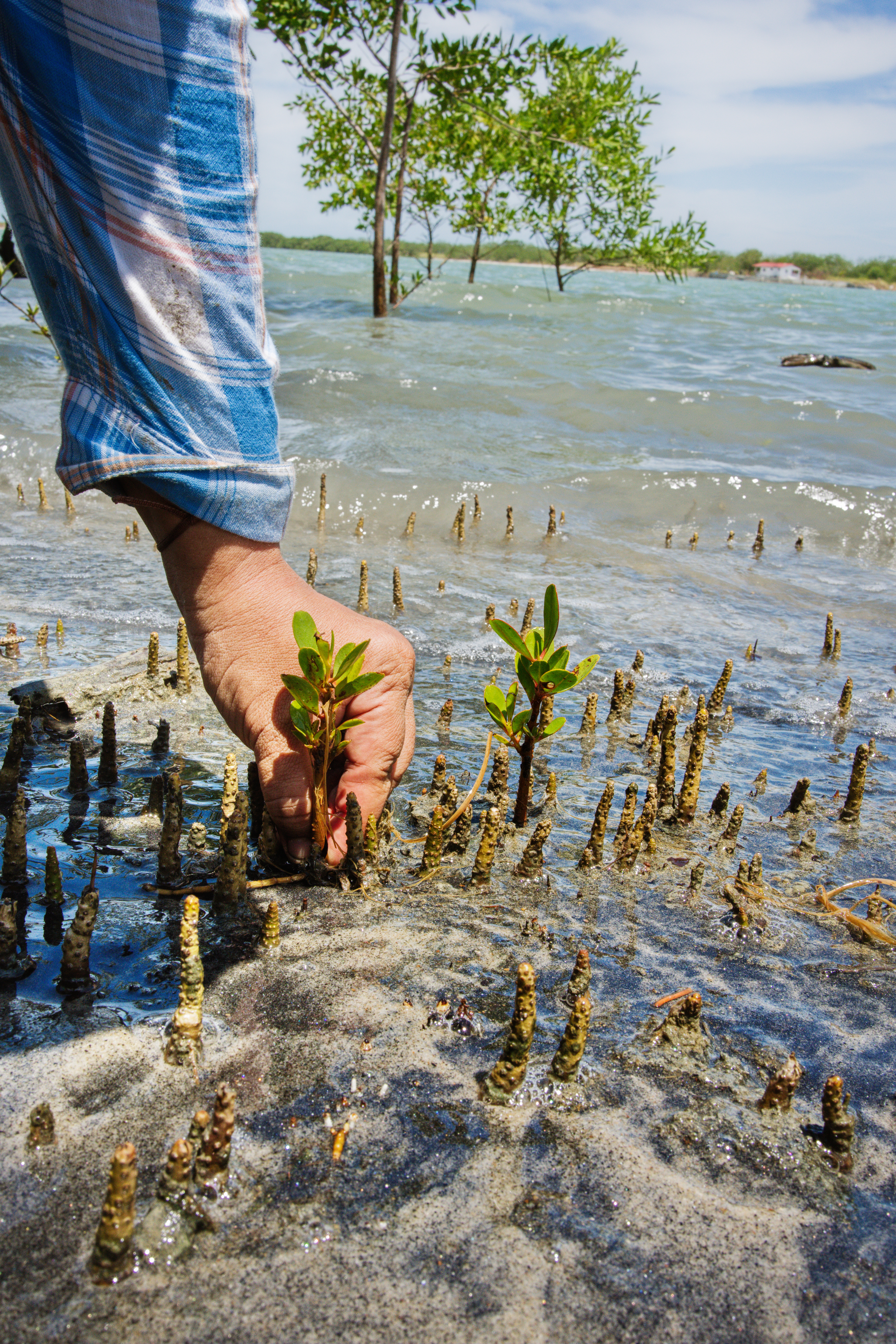 Bahía de Parita. Foto: Mike Fernandez /Audubon
