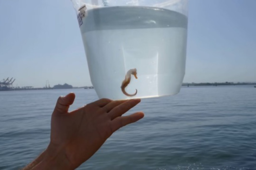 Descubren caballito de mar en las aguas contaminadas de la Bahía de Cartagena