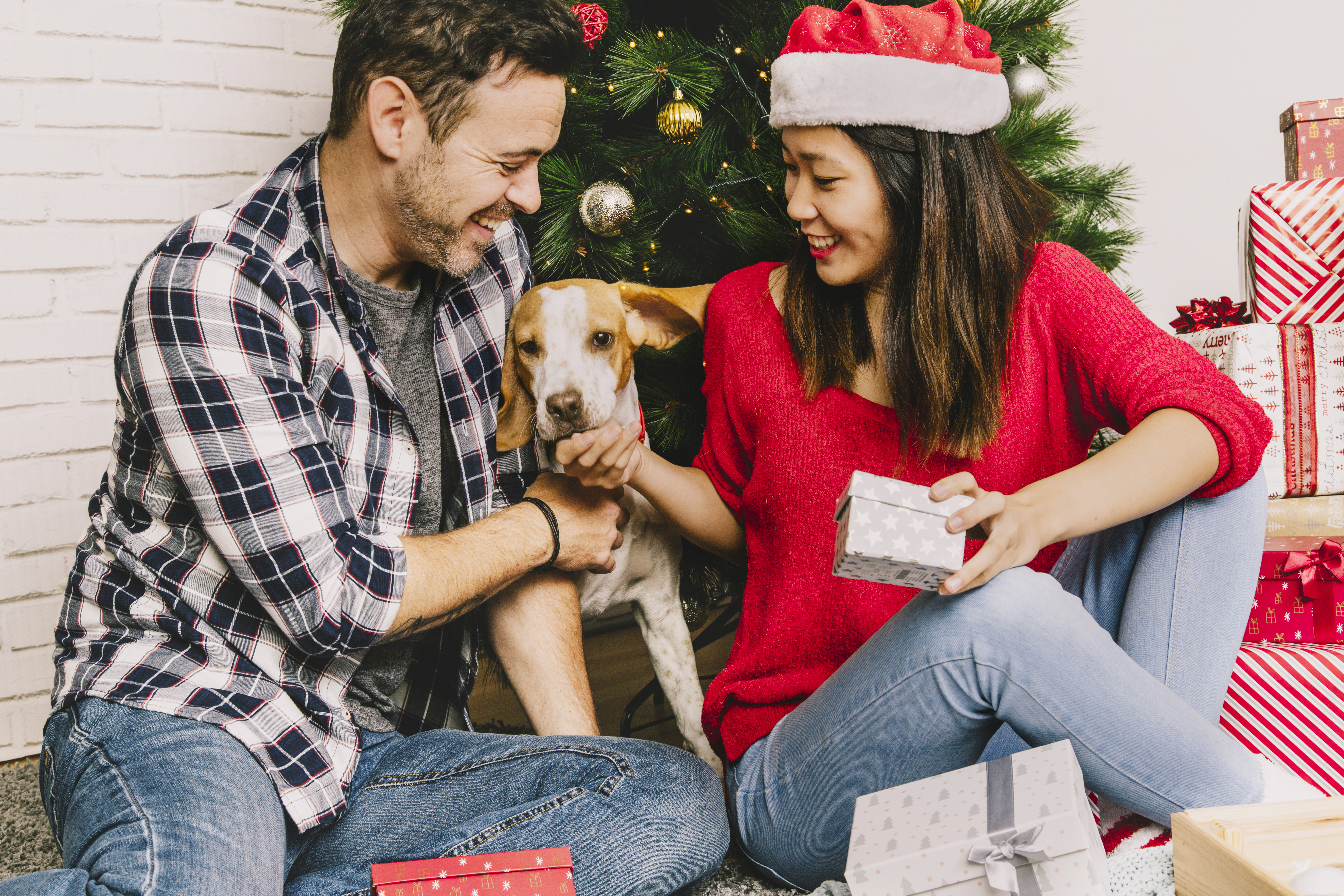 Los perros y gatos no son juguetes ni objetos: no los regale en Navidad