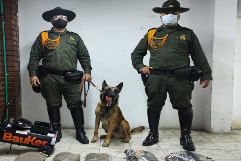 ¿Quiere tener un perro retirado de la policía? Tenga esto en cuenta