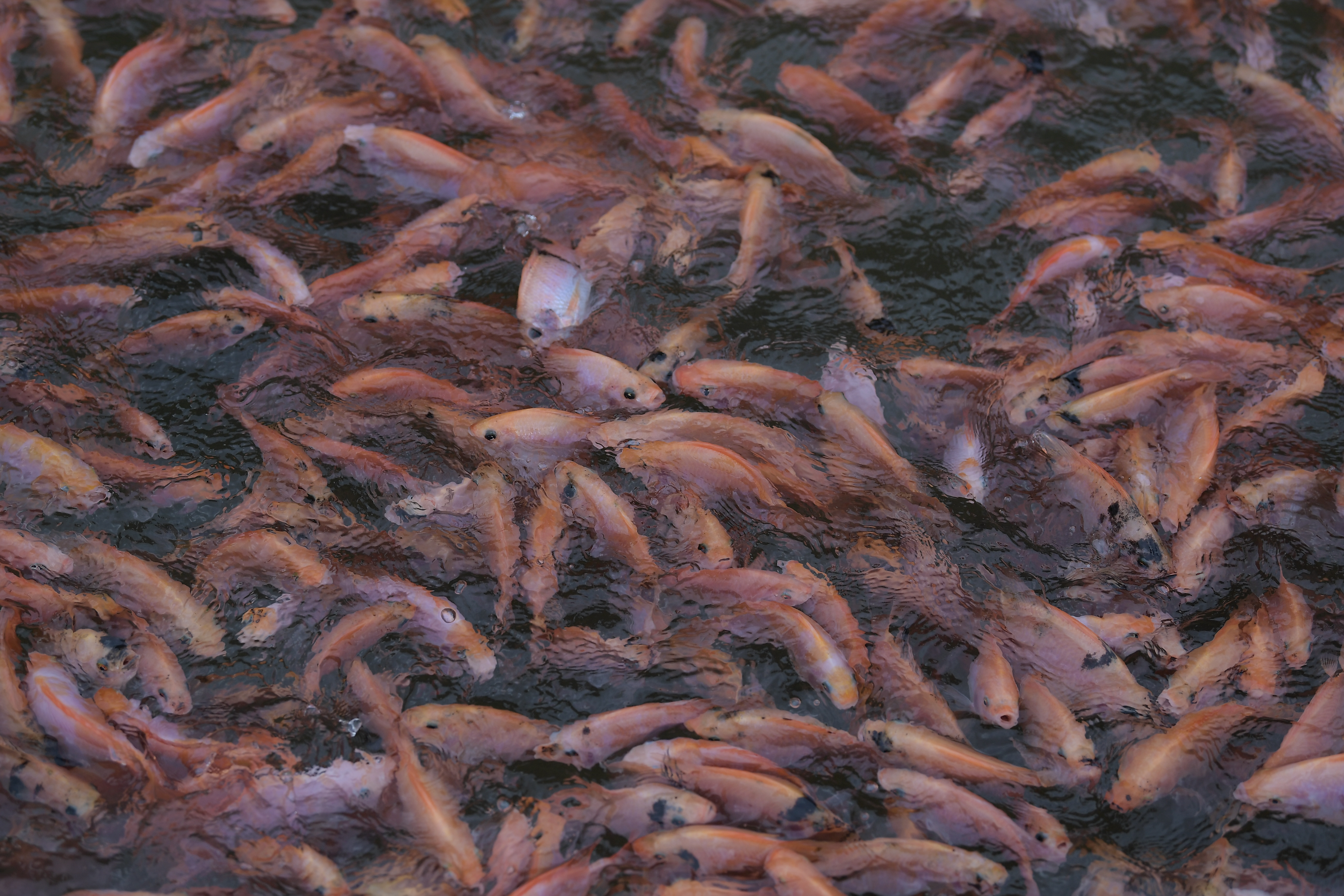 Una cuarta parte de las especies de agua dulce está en peligro de extinción