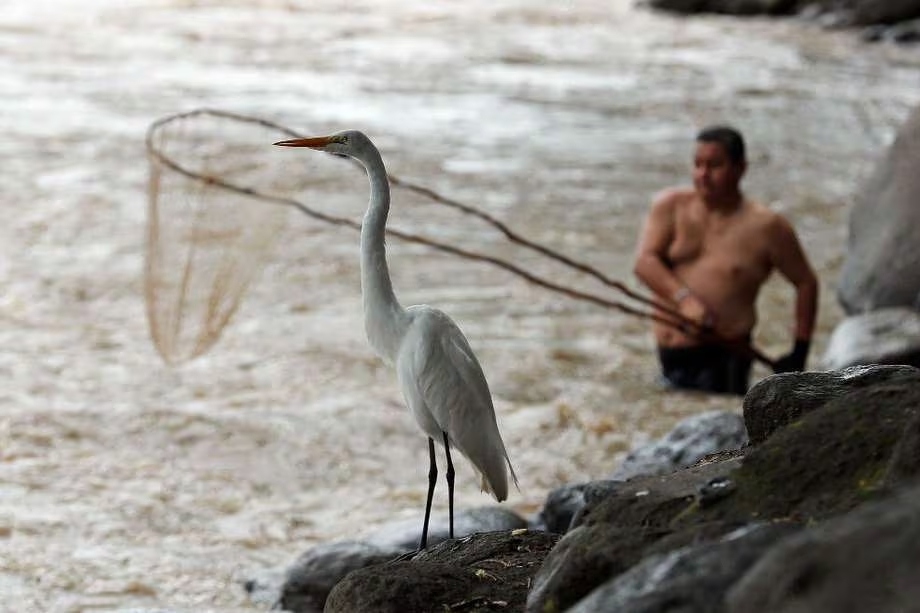 Un llamado de alerta: los peces migratorios de agua dulce están desapareciendo
