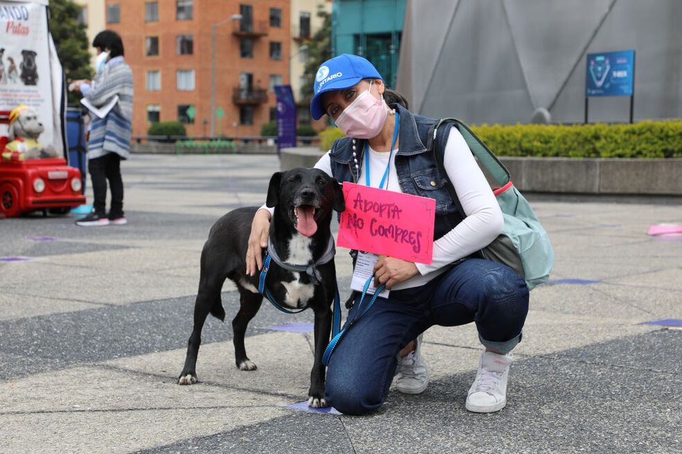 ‘Navidad Zoolidaria’ en Bogotá: así será la gran jornada de adopción en La Santamaría