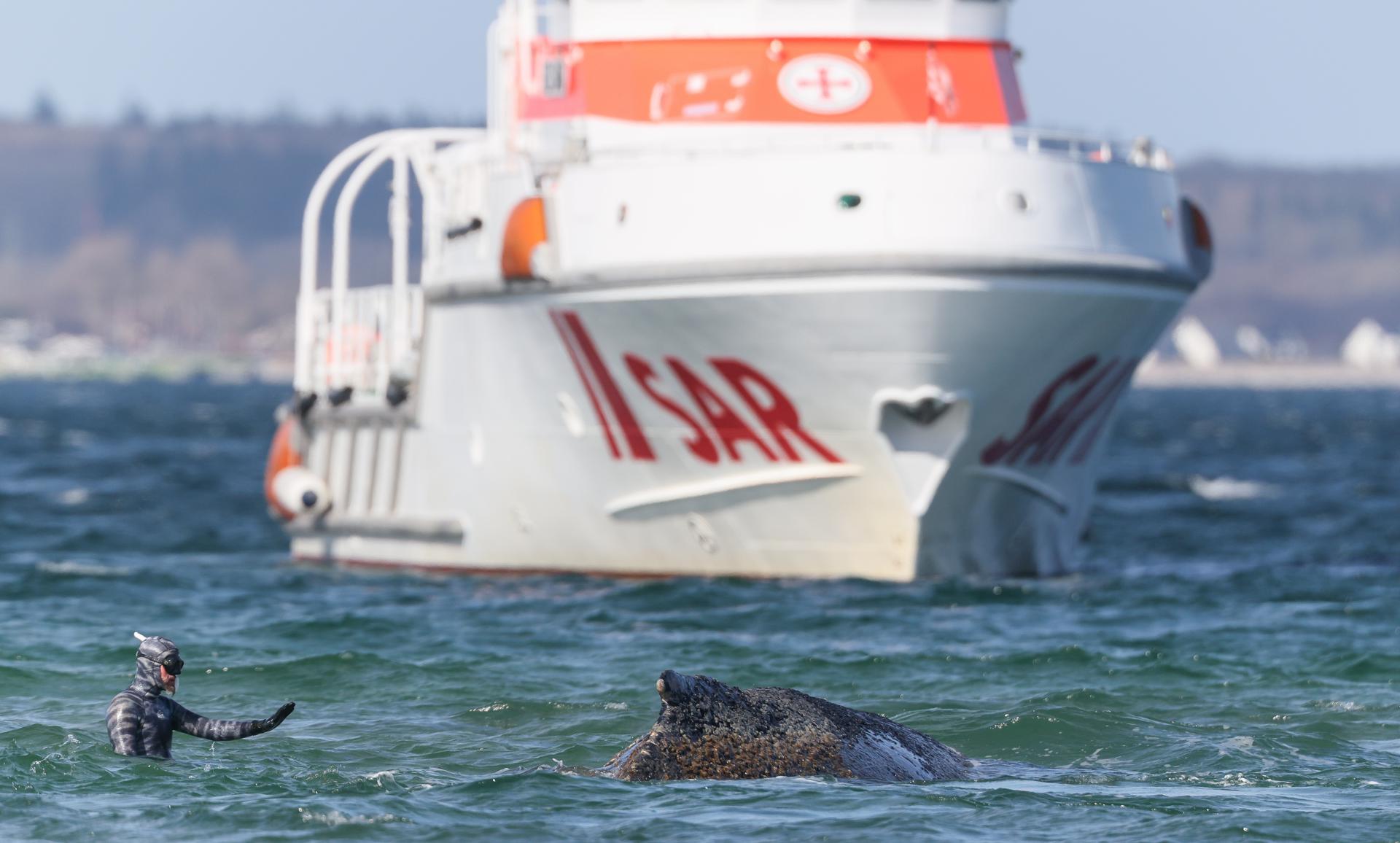 La ballena Timmy: una identidad en el relato del mundo natural