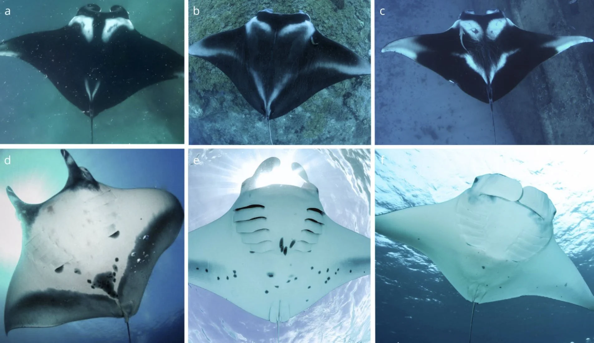 Coloración distintiva de las especies de mantarrayas. Patrón de coloración dorsal y ventral de Mobula birostris (a, d) Mobula alfredi (b, e) y Mobula yarae sp. nov. (c, f. ) Fotos: Leo Francini a; chico stevens | Manta Fideicomiso b, e; Rawany Porfilho c; Mauricio Andrade d; y Nayara Bucair f