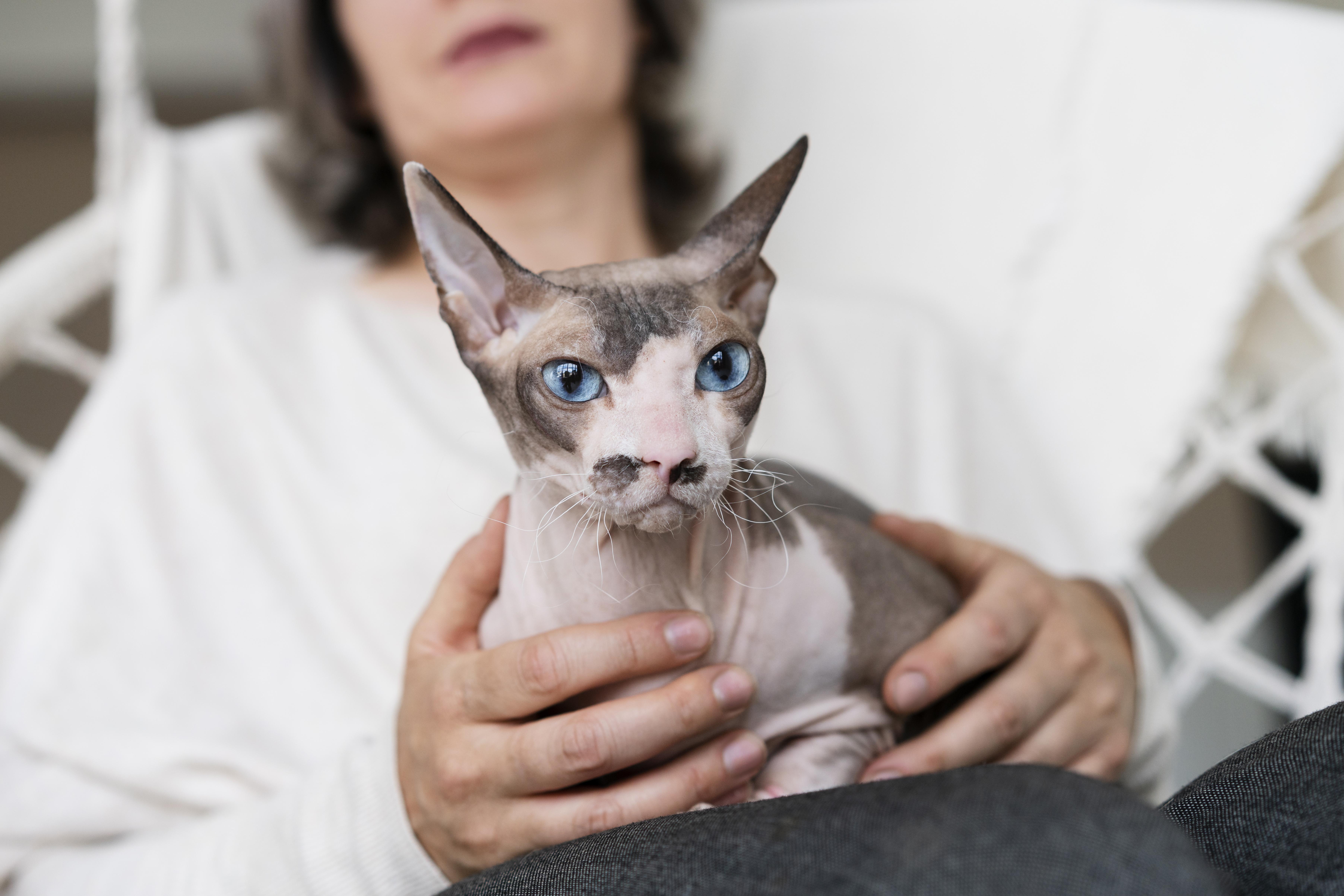 ¿Qué raza de gato no tiene casi pelo?