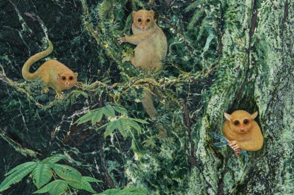 Descubren tres nuevas especies de primates extintos hace 40 millones de años