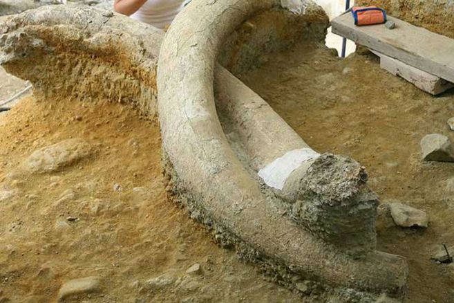 Encuentran en Rusia los restos de un mamut de más de 10 mil años de antigüedad