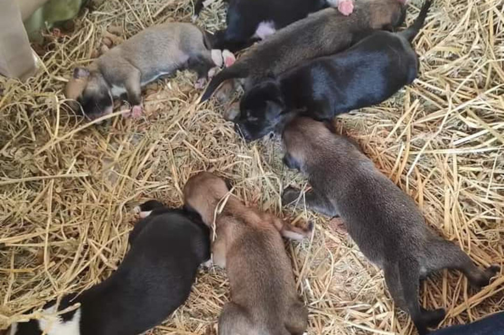 Una perrita y sus siete cachorros recién nacidos fueron encontrados en un pesebre