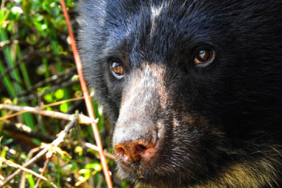 Piden protección para osos de anteojos que fueron vistos cerca al casco urbano de Segovia (Antioquia)